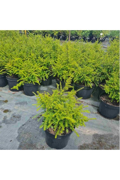 Жимолость блискуча - 5л/вис.35-45см/Ø30-40см